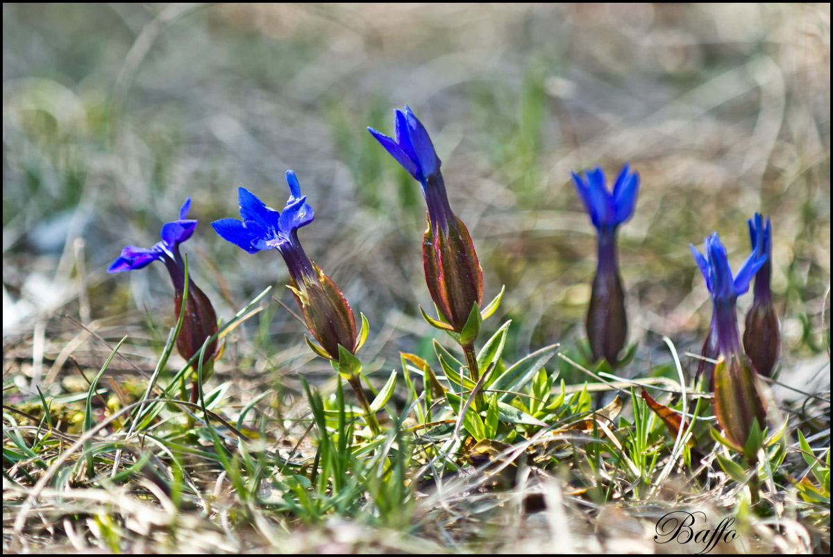 Gentiana verna subsp. tergestina  / Genziana di Trieste